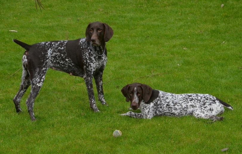 german-pointer_krethetvb-_pixabay-2